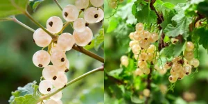 Delicious White Currants